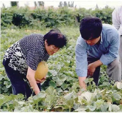 越南农村吃瓜视频,瓜果飘香，欢乐满溢