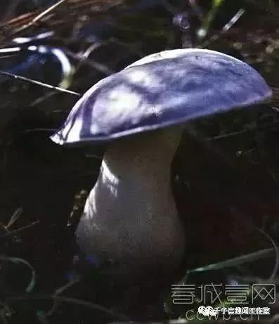 吃瓜尾巴中毒视频,警惕食品安全隐患