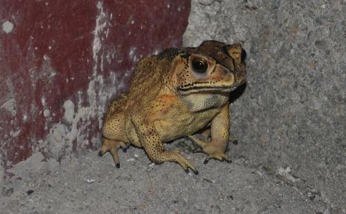 卖崽蛙围观吃瓜视频大全,趣味视频大盘点