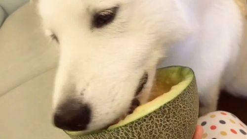 动物吐槽吃瓜视频在线观看,揭秘萌宠们的“吐槽大会”