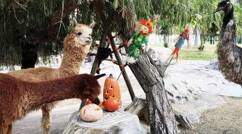 动物围观吃瓜视频在线观看,萌态百出！