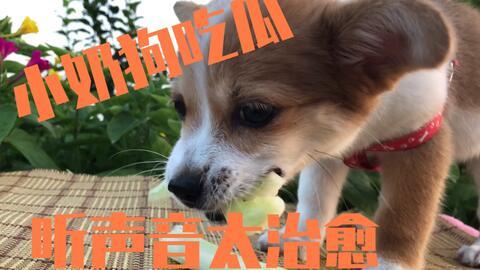 小狗狗吃瓜视频播放,小狗狗吃瓜视频引网友爆笑