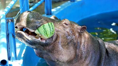 广州河马吃瓜事件视频播放,河马公园内趣味一幕引发网友热议